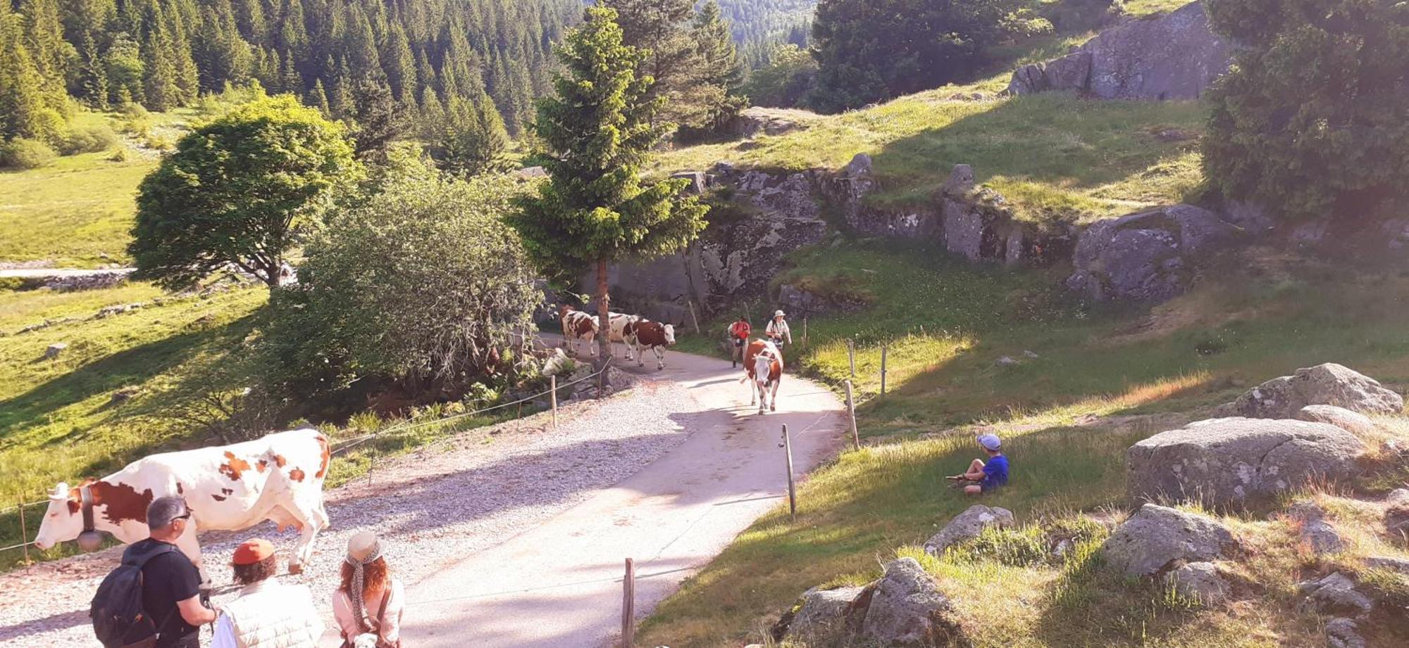 MUNSTER camping de la FECHT Munster (Haut-Rhin) Exterior foto